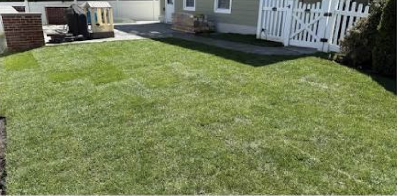 Green sod laid across a fenced backyard the same day