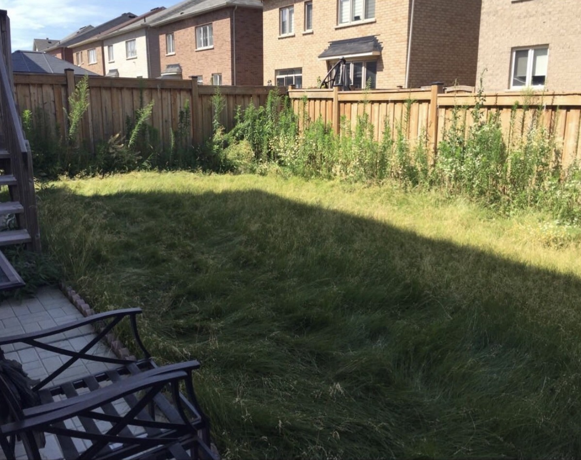 Backyard with knee-high overgrown grass and weeds along the fence
