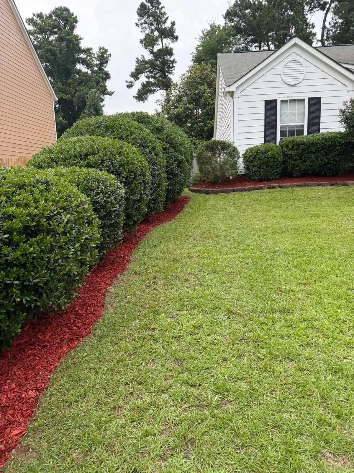 Curved hedge row with fresh red mulch bed along a manicured lawn