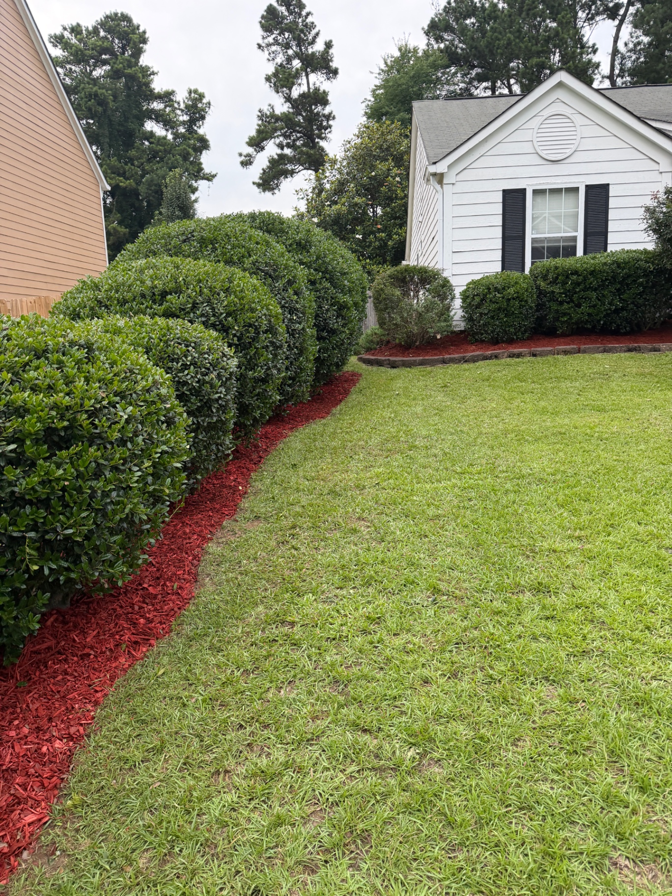 Curved hedge row with fresh red mulch bed along a manicured lawn