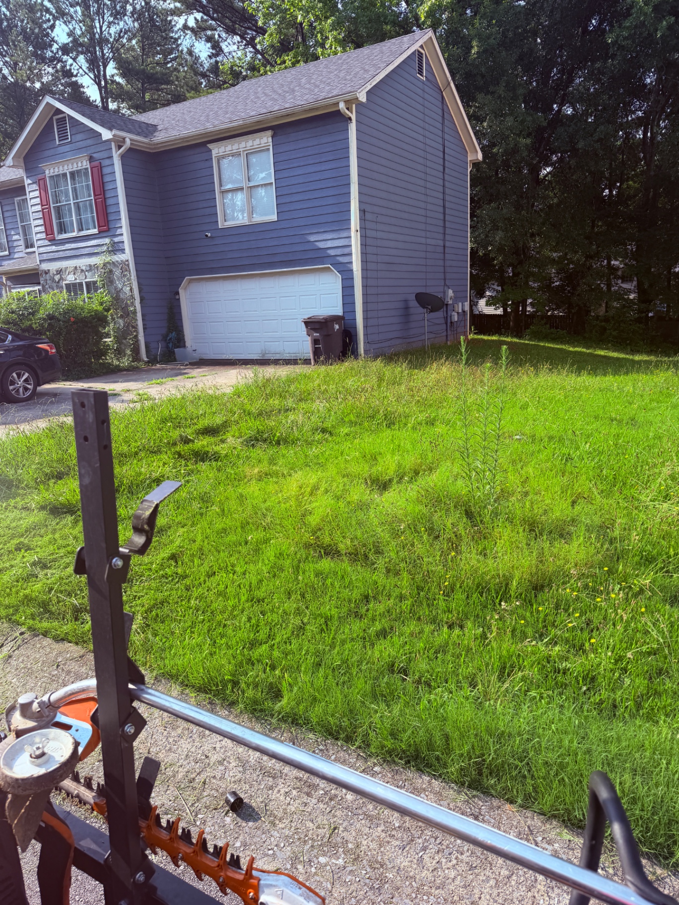 Overgrown front yard before a full cleanup