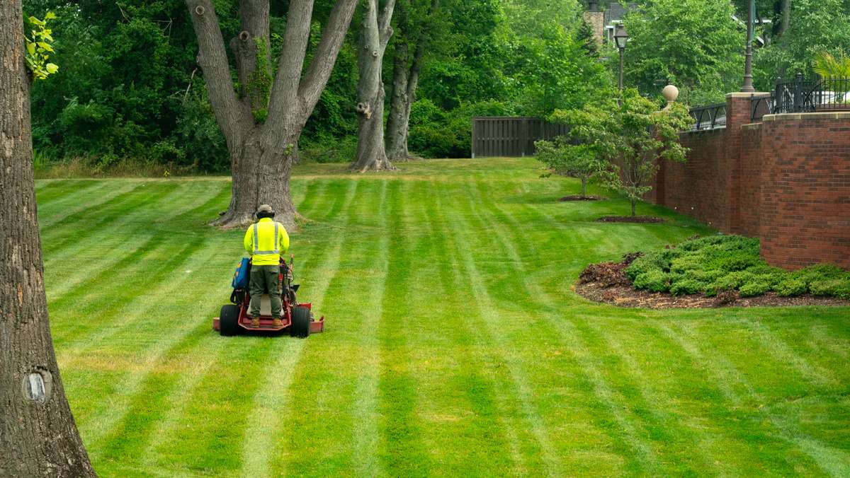 Wide striped lawn being maintained after aeration and fertilization