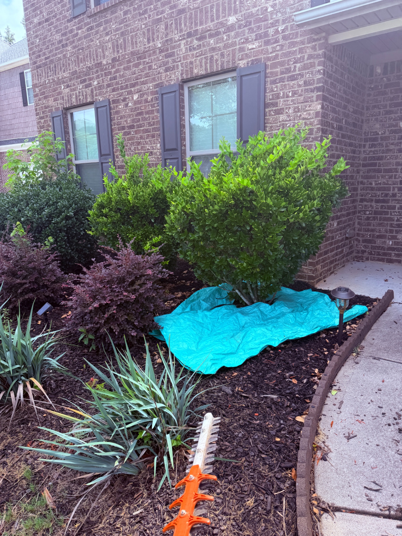 Hedge trimming in progress with tarp and trimmer in a front bed