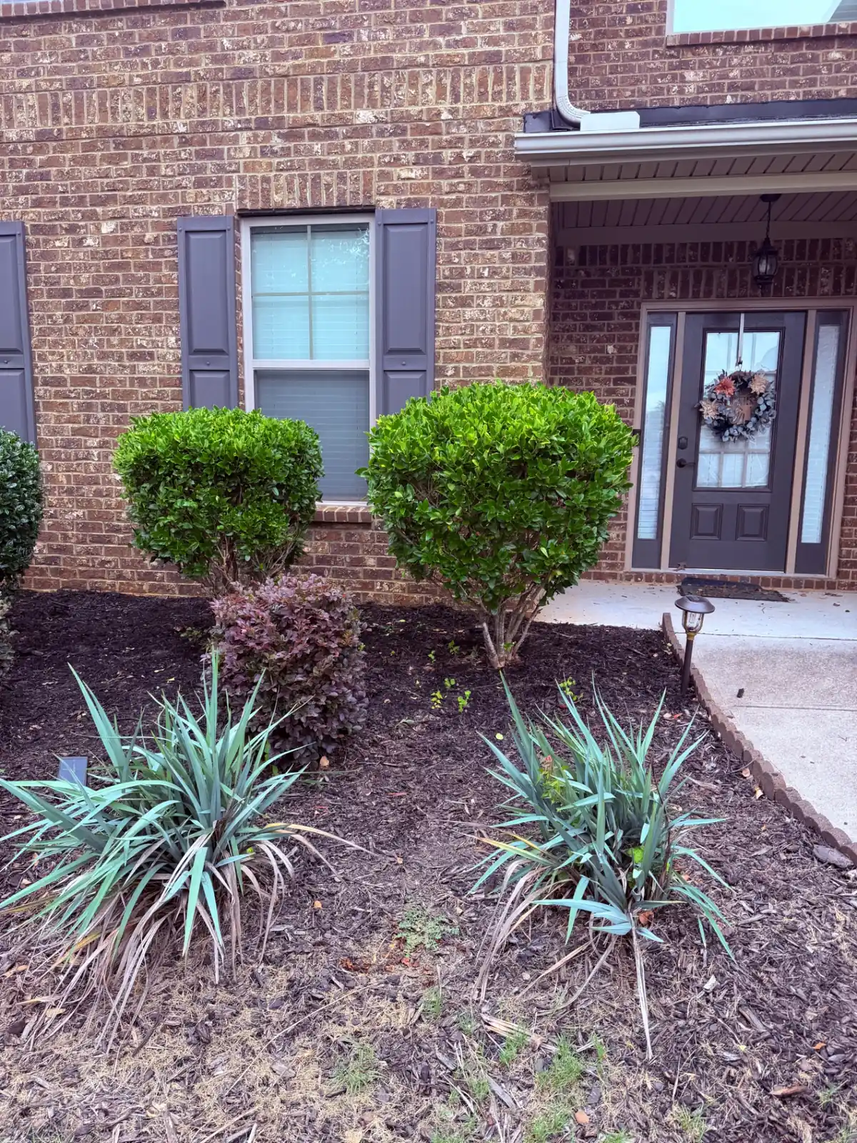 Shaped boxwood hedges at a front entry after trimming