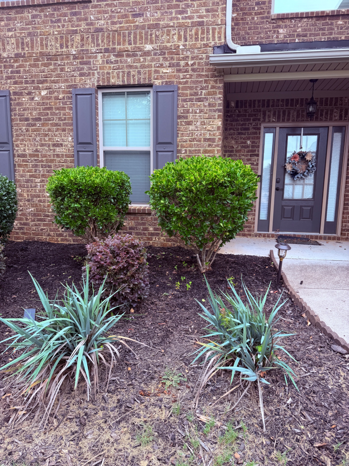 Shaped boxwood hedges at a front entry after trimming