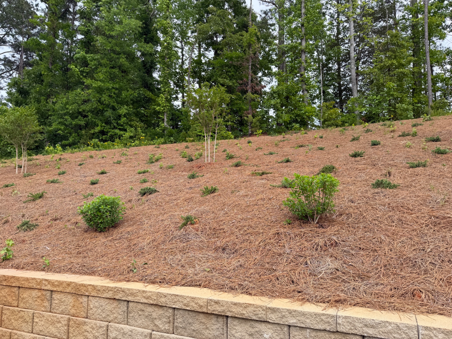 Pine straw installed across a hillside bed with new plantings