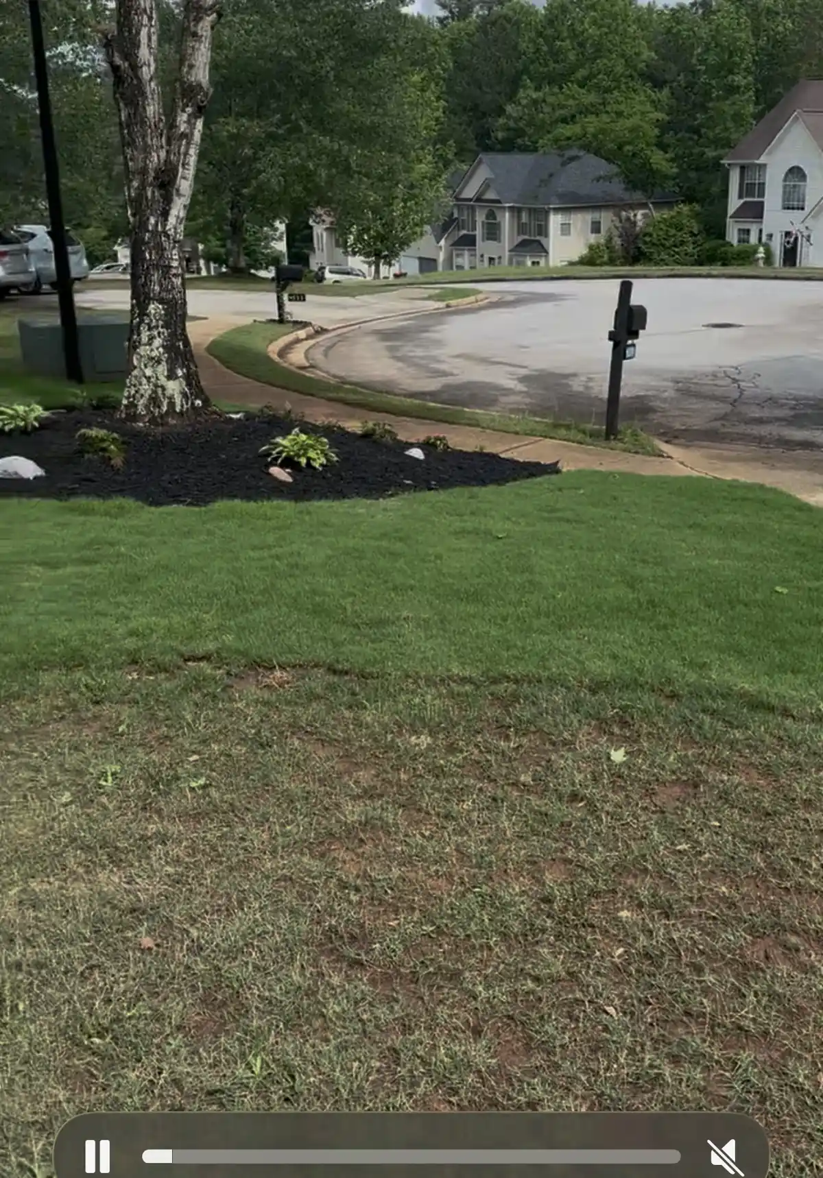 New sod installed in a front yard beside a fresh black mulch bed