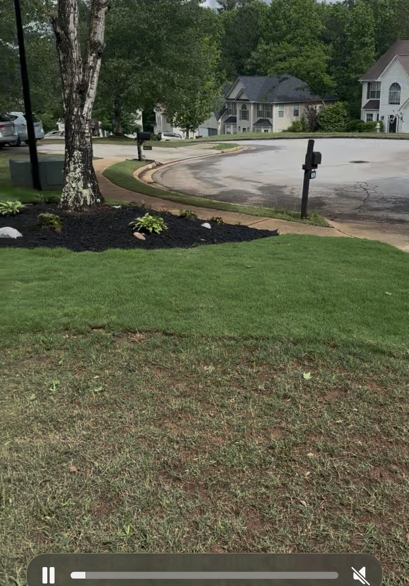 New sod installed in a front yard beside a fresh black mulch bed